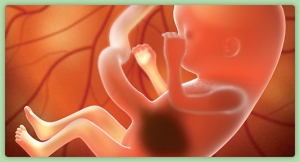 Baby Development - 13 weeks pregnant